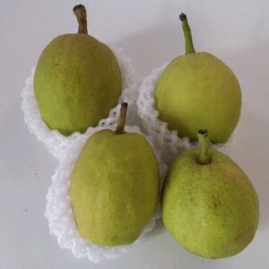 Pear Xianglie