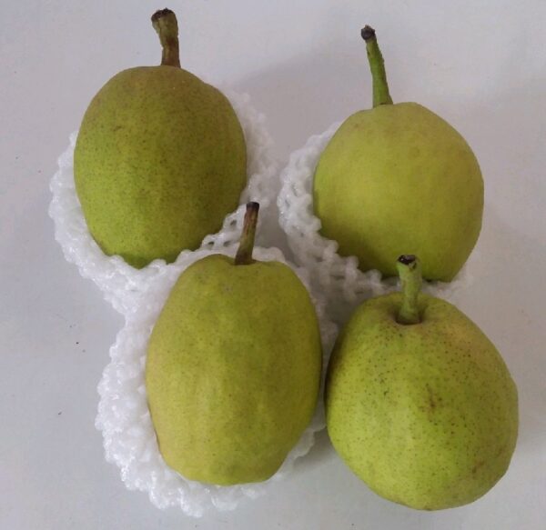 Pear Xianglie