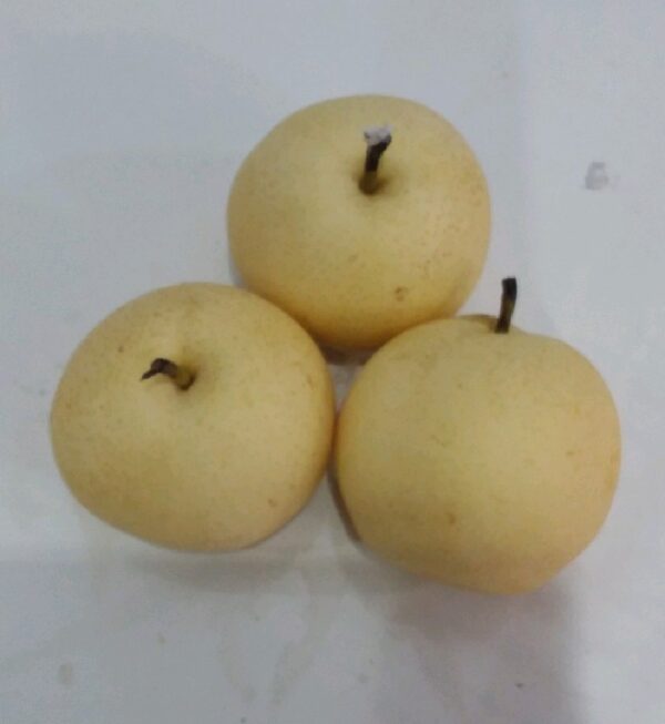 Pear Century