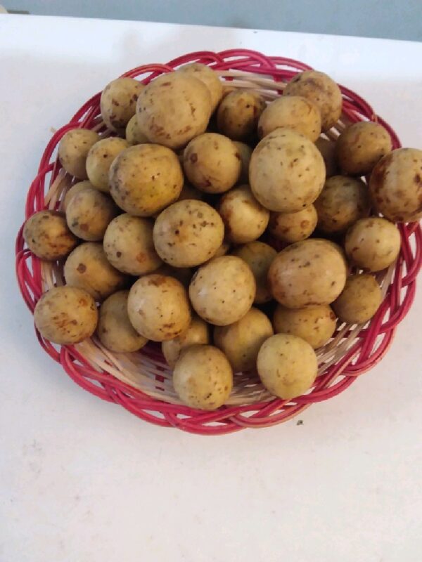 Buah Duku Palembang asli segar, manis, dan kulit tipis