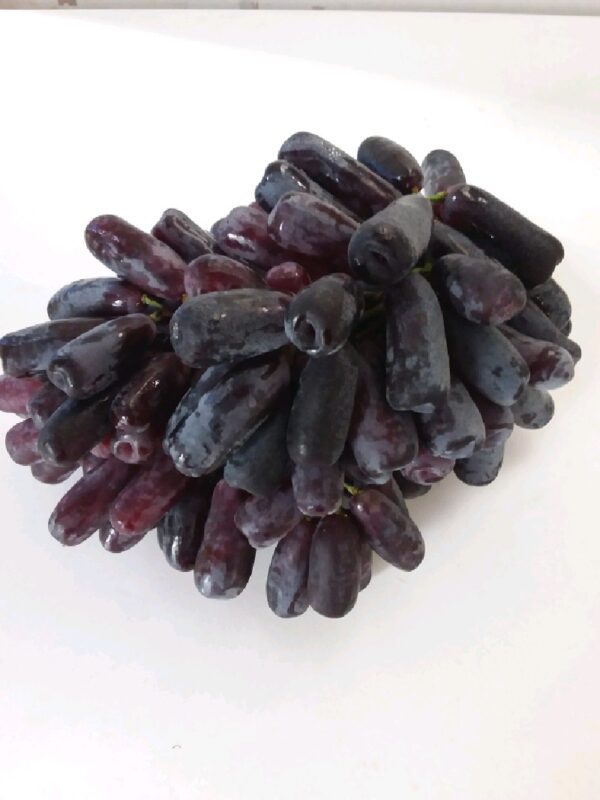 Anggur Sweet Saphire