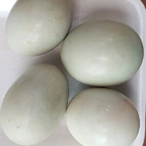 Telur Asin Ovegi