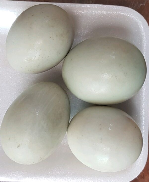 Telur Asin Ovegi