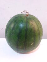 Semangka Merah Tanpa Biji