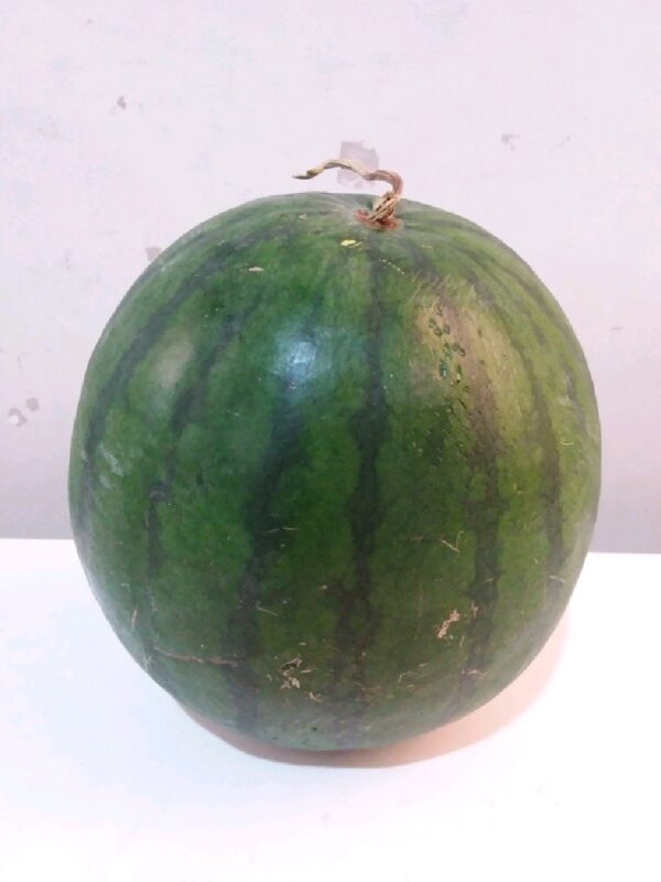 Semangka Merah Tanpa Biji