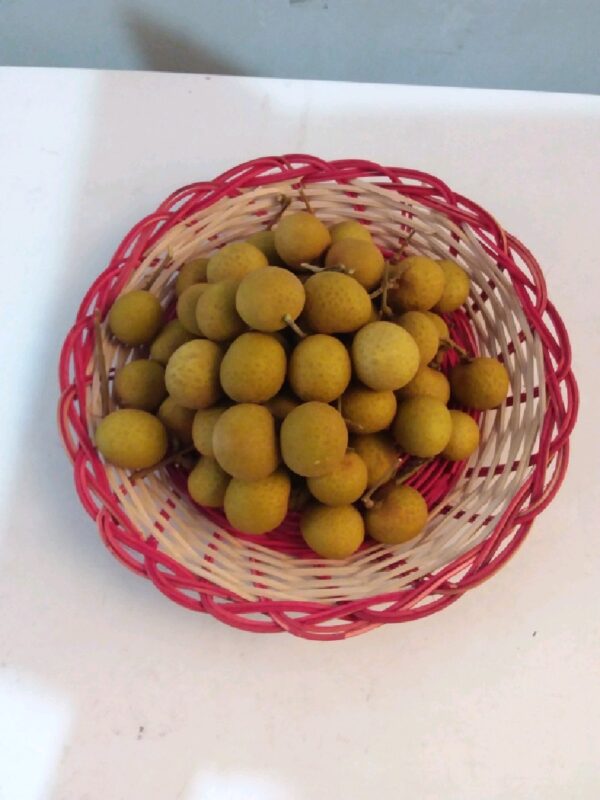 Buah Kelengkeng Longan Gold Segar Ukuran Besar Daging Tebal Ovegi