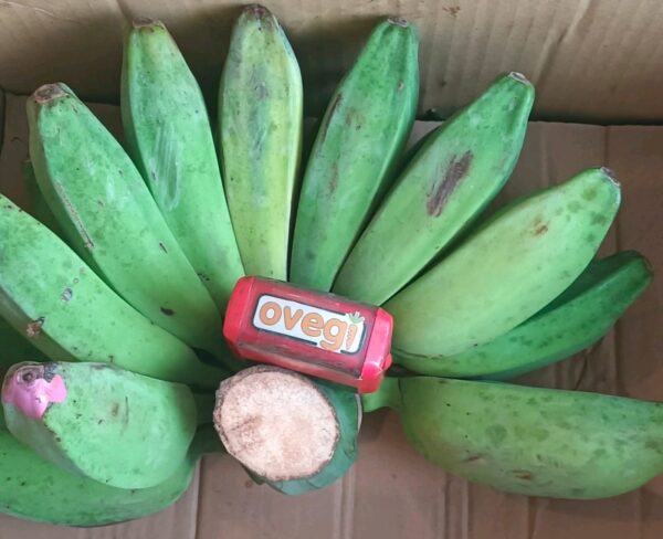 Pisang kepok merah segar OVEGI Surabaya