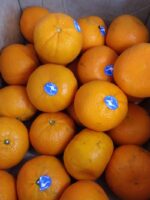 Jeruk Royal Honey Murcot