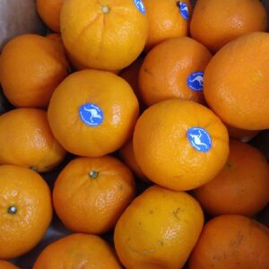 Jeruk Royal Honey Murcot