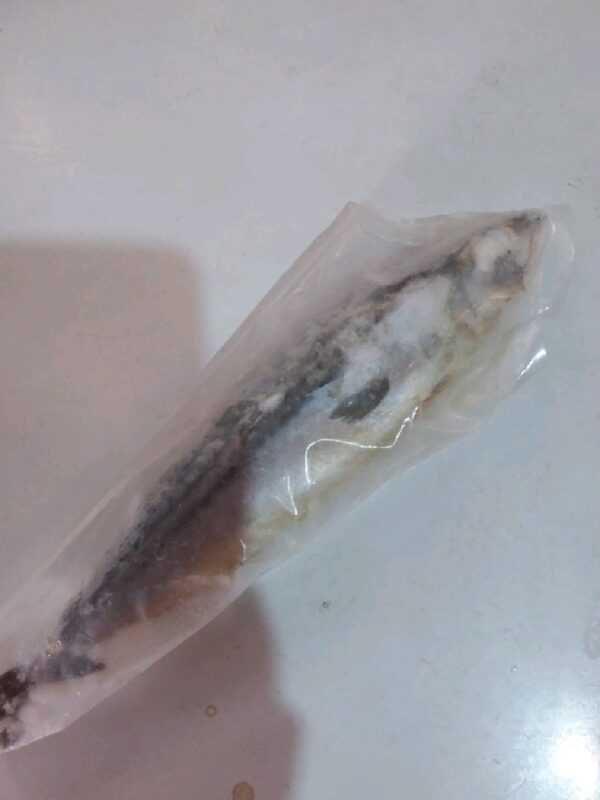 Ikan Saba Norway
