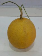 Buah Melon Ithanon Segar Kulit Emas Jaring Daging Hijau Renyah Ovegi