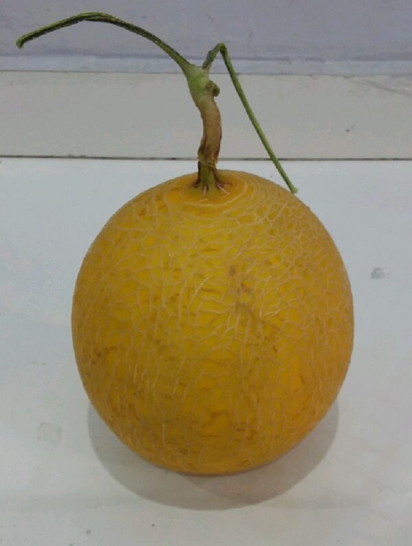 Buah Melon Ithanon Segar Kulit Emas Jaring Daging Hijau Renyah Ovegi