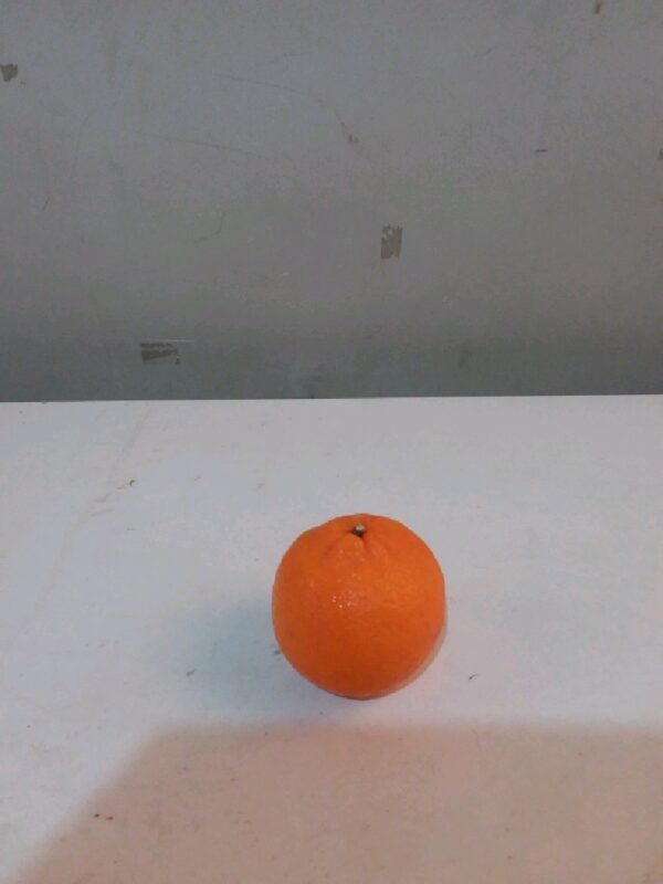 Jeruk Wogan Seedless