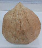 Buah Kelapa Kopyor Jumbo Asli Segar Daging Tebal Lembut Ovegi