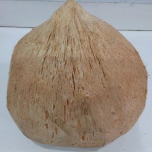 Kelapa kopyor jumbo