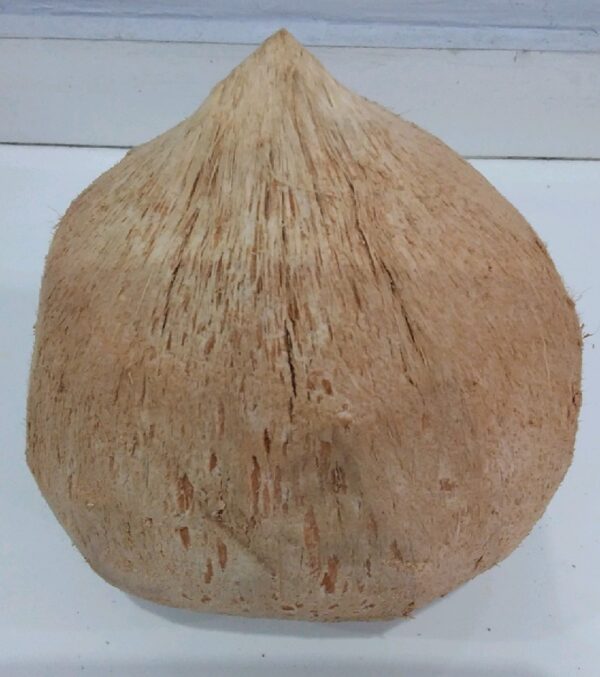 Kelapa kopyor jumbo