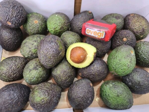 Buah Alpukat Hass Lokal Segar Hasil Panen Nusantara Daging Creamy Ovegi