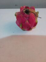 Buah Naga Merah