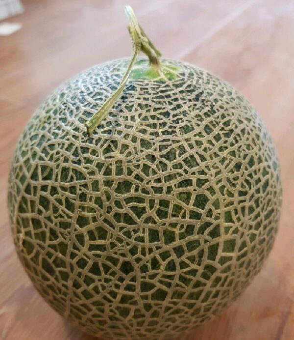 Buah Melon Hachimitsu Premium Segar Manis Madu Jepang Ovegi